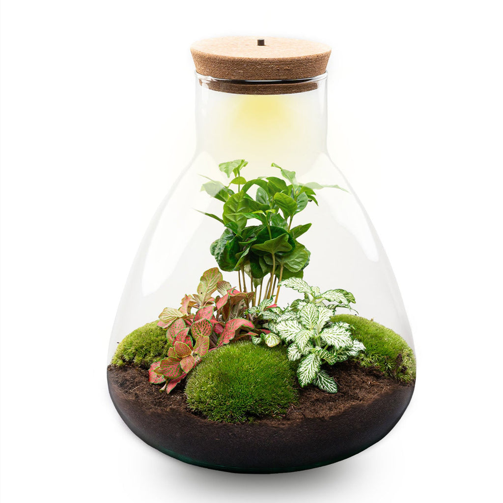 Terrarium Sam - Ø 24,5 Cm ↑ 30 Cm - Relatiegeschenk