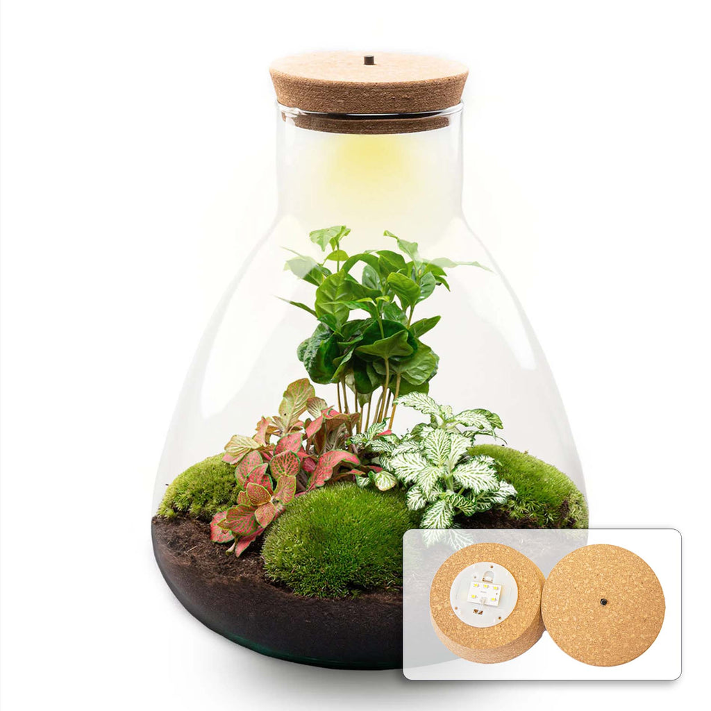 Terrarium Sam - Ø 24,5 Cm ↑ 30 Cm - Relatiegeschenk
